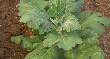 Jak se zbavit chorob chryzantém, hlavních škůdců a jejich léčby